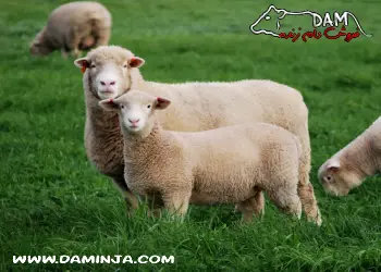 وزن گوسفند زنده چه تاثیری در قیمت آن دارد